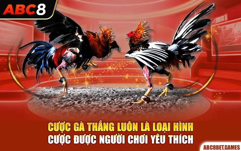 Cược gà thắng luôn là loại hình cược được người chơi yêu thích