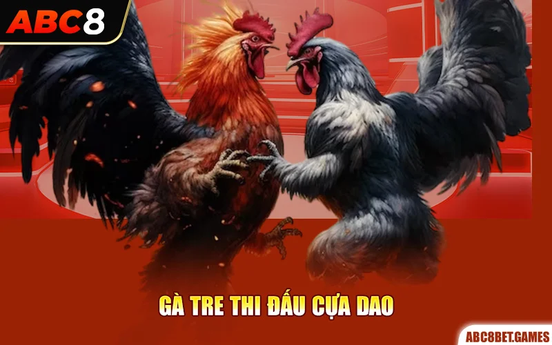 Gà tre thi đấu cựa dao